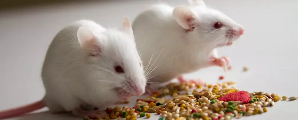 Rethinking Caloric Restriction: Insights from Mouse Studies on Lifespan