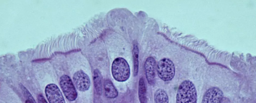 Unraveling the Mystery of High-Grade Serous Ovarian Carcinoma: New Insights from Oviduct Research