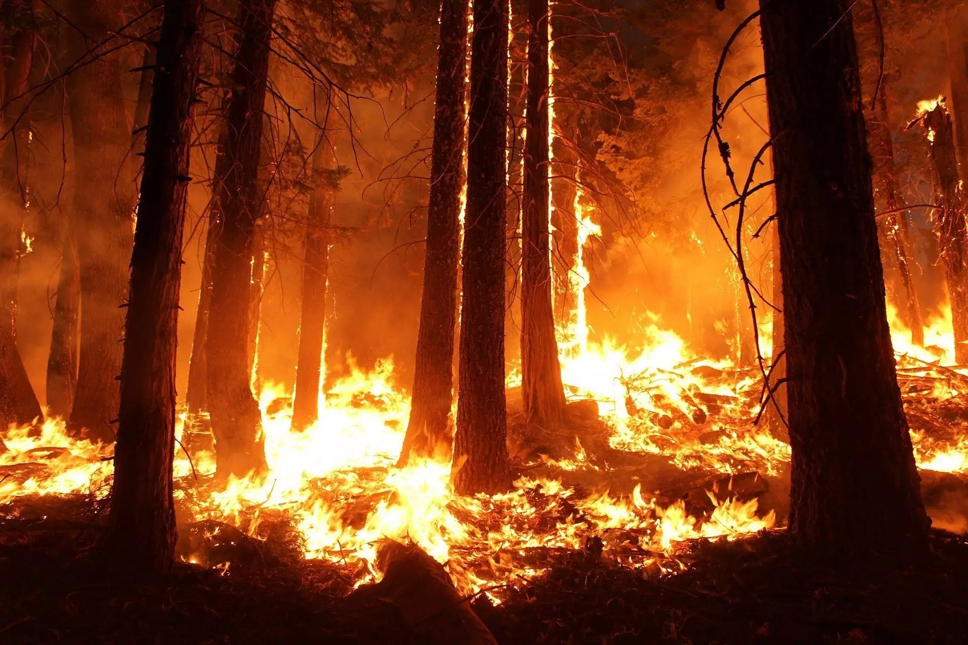 Unveiling the Impact of Forest Fires on Surface Warming