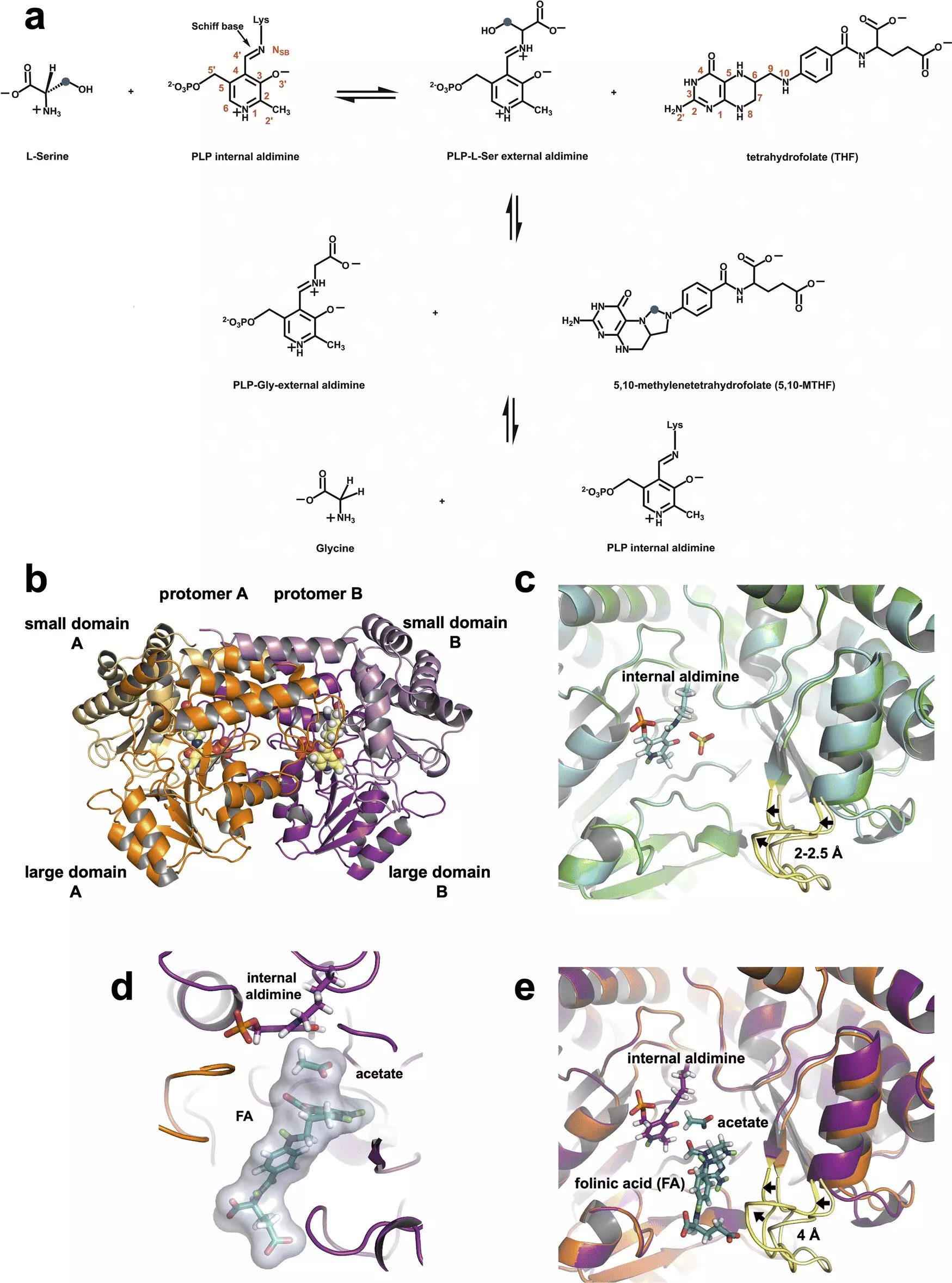 Revolutionizing Cancer Treatment: Insights from Neutron Experiments on SHMT Enzymes