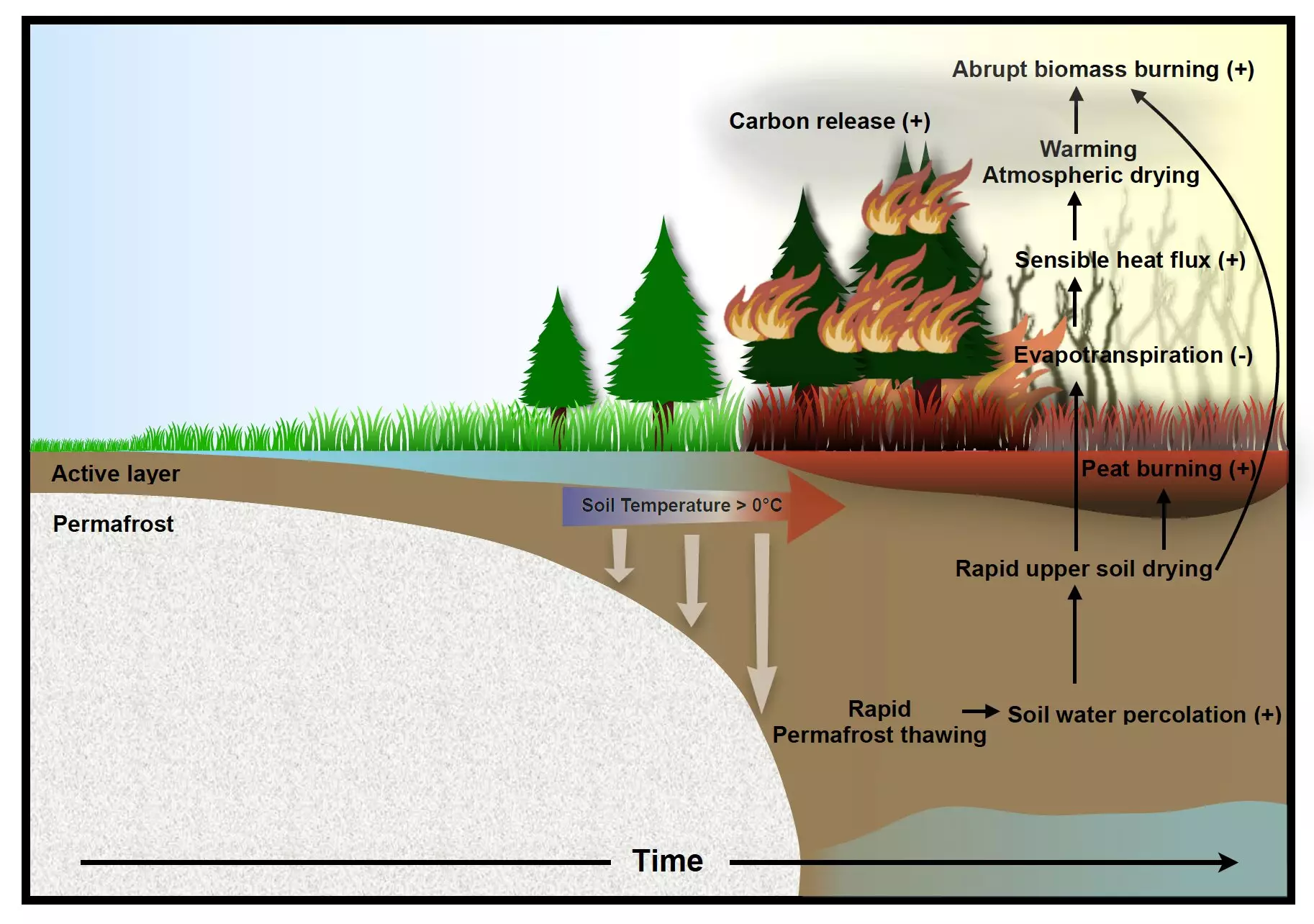 The Accelerating Cycle of Wildfires and Permafrost Thawing: Insights from Climate Modeling