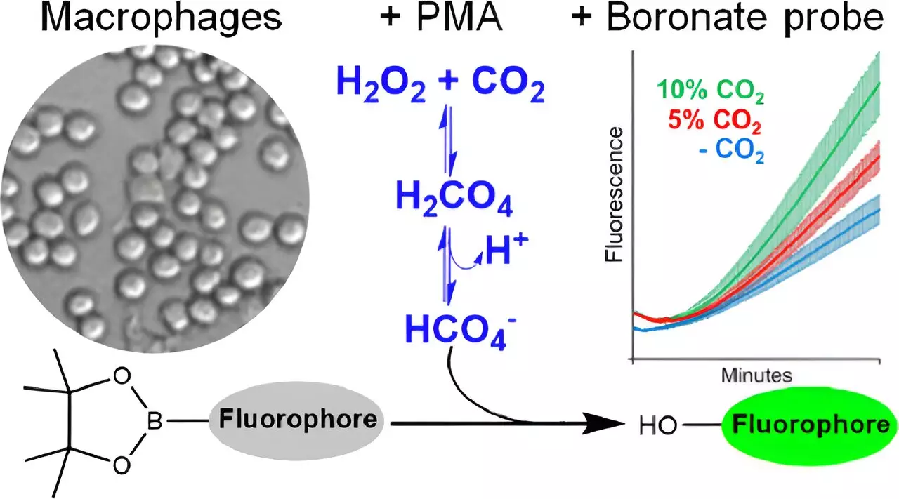 The Biological Impact of Elevated Carbon Dioxide and Peroxymonocarbonate Formation