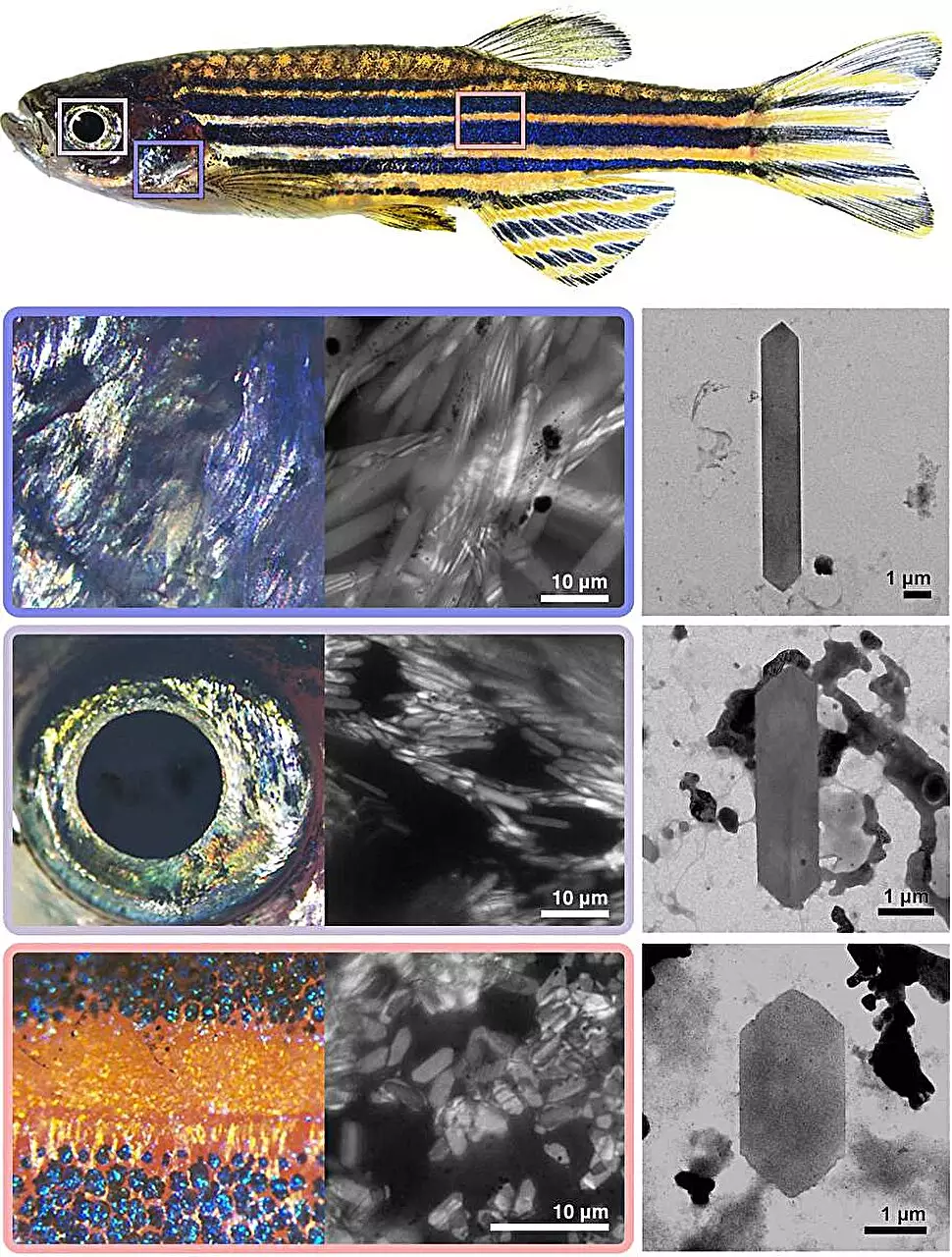 The Enigmatic World of Natural Crystals: Insights from Zebrafish