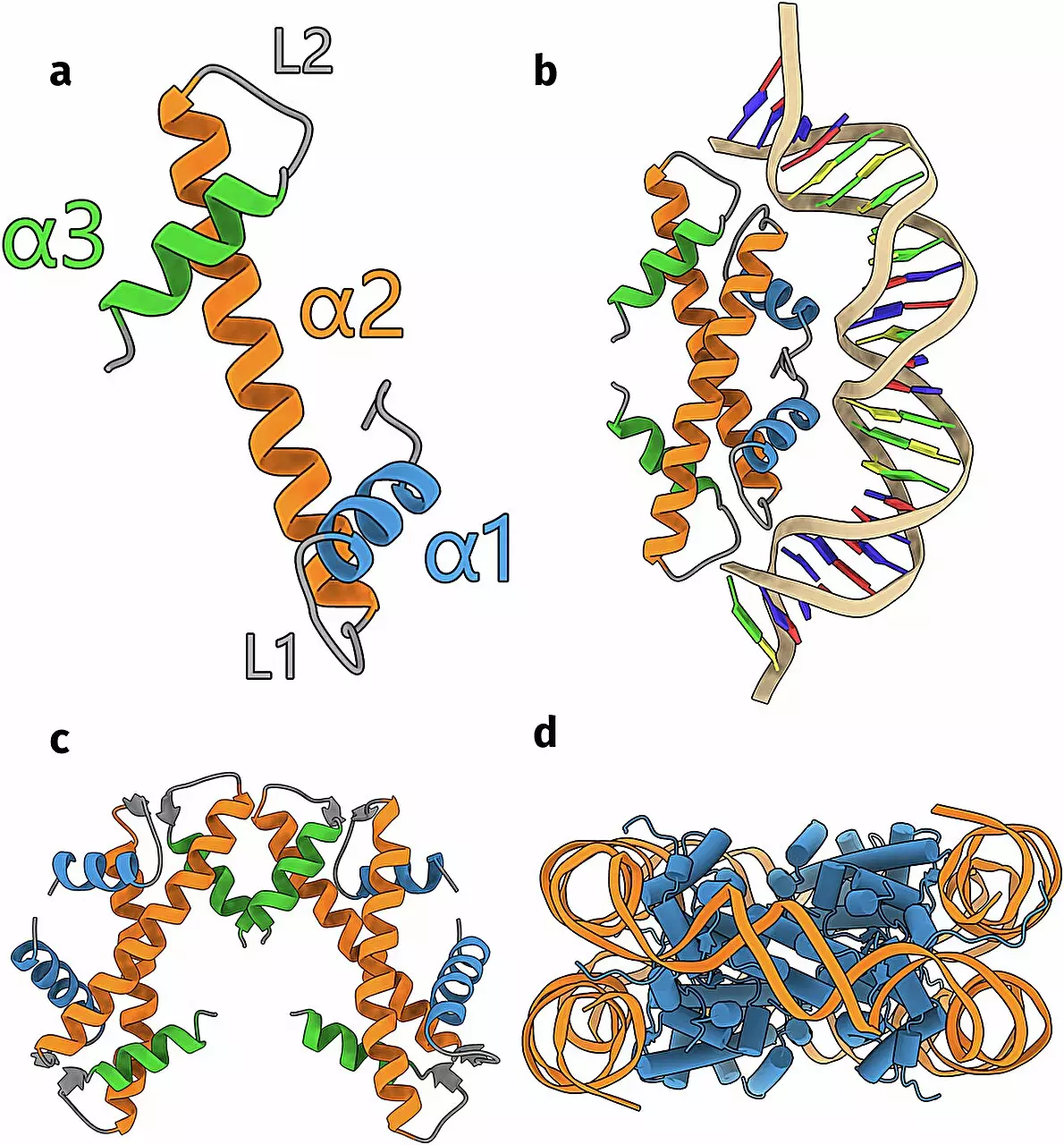 Revolutionizing Our Understanding of Histones in Single-Celled Organisms