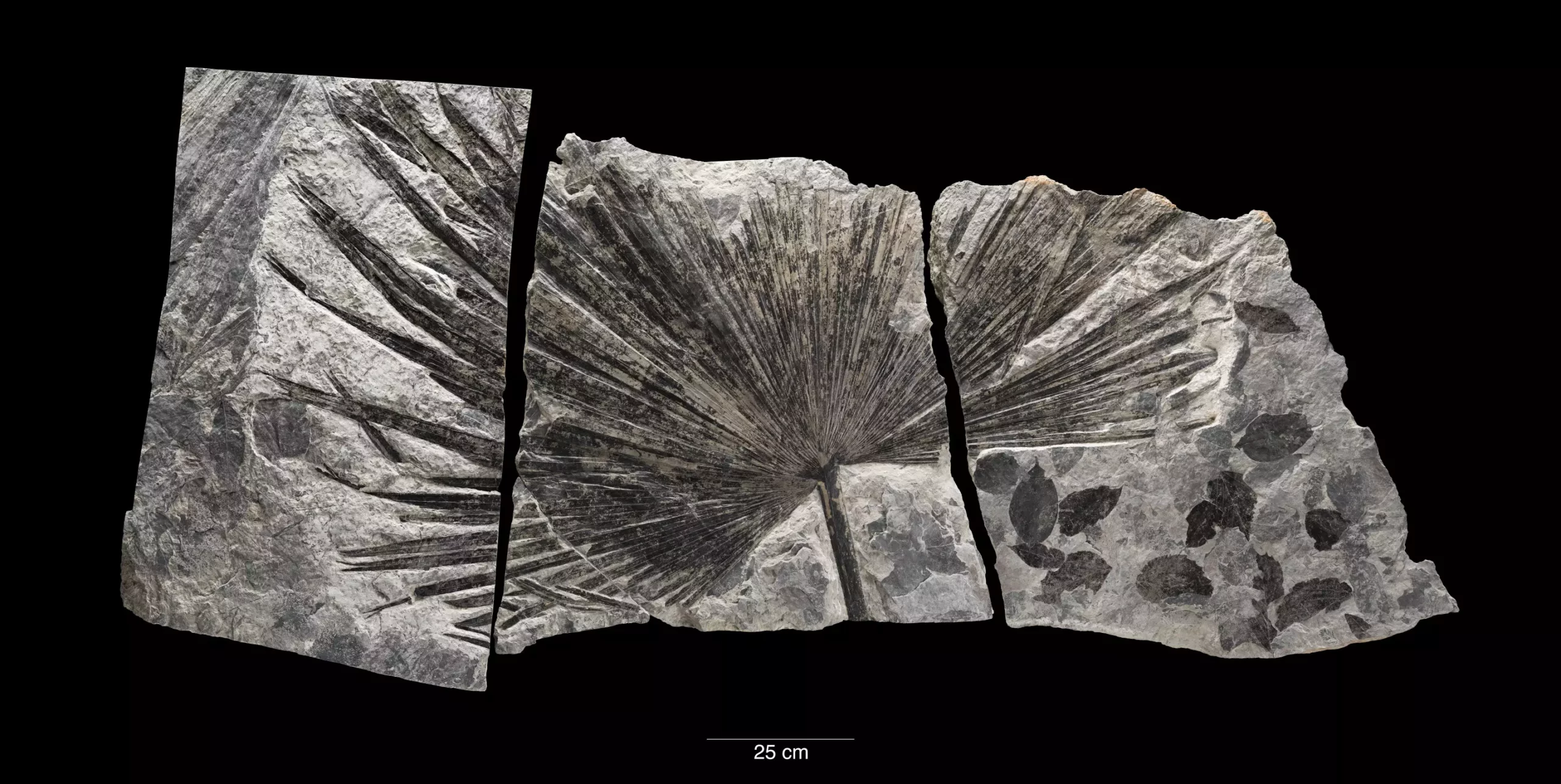 Unveiling Earth’s Climate History: New Insights from the Smithsonian and University of Arizona