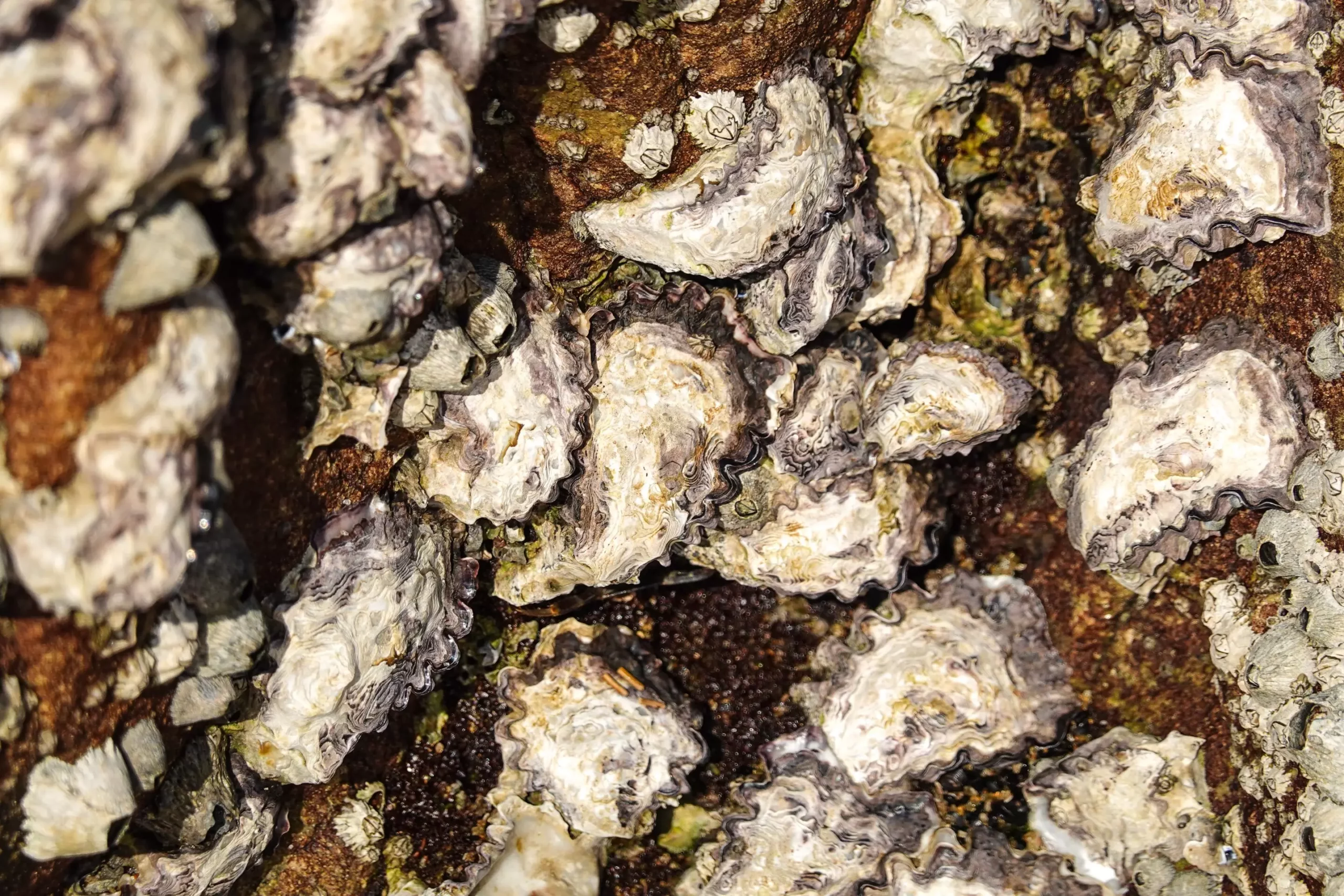 The Untapped Potential of Oyster Adhesive: A Gateway to Sustainable Innovation