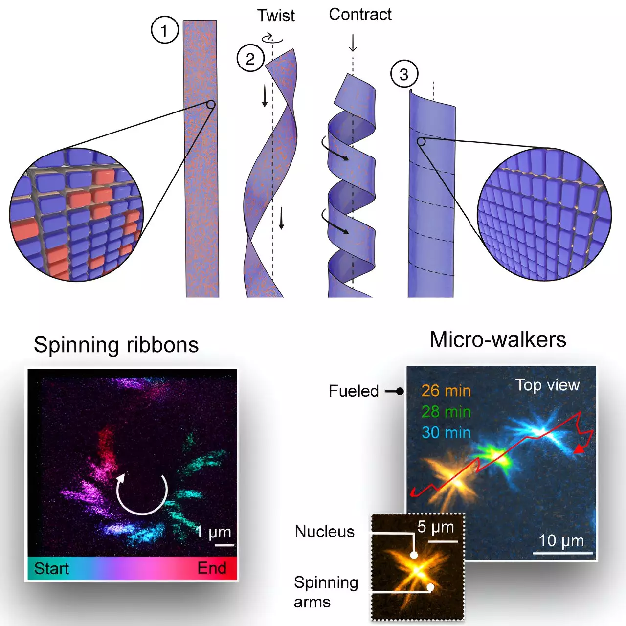 The Breakthrough in Supramolecular Motors: A New Dawn for Nanotechnology