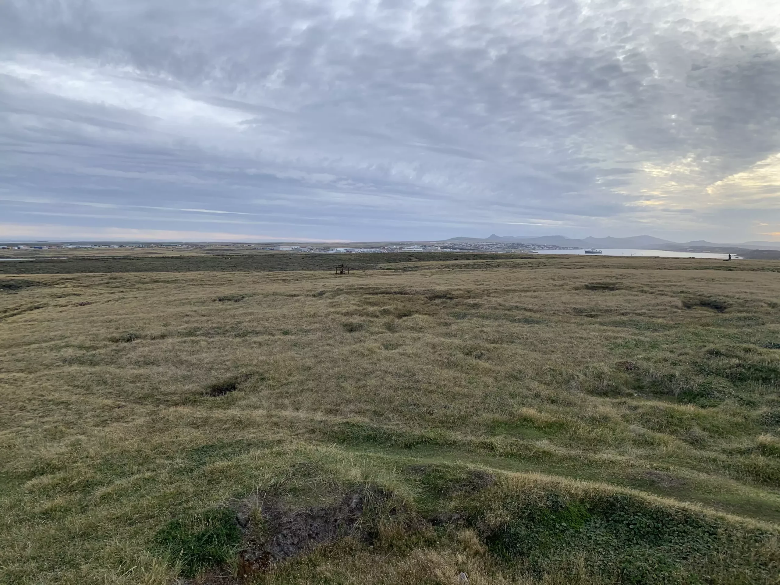 Unveiling the Falkland Islands’ Ancient Rainforest: A Journey Through Time