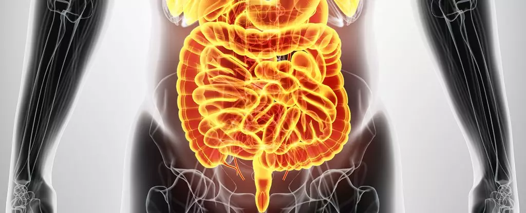 The Complex Relationship Between Wheat, Gluten, and Gut Health: Understanding IBS and Dietary Responses