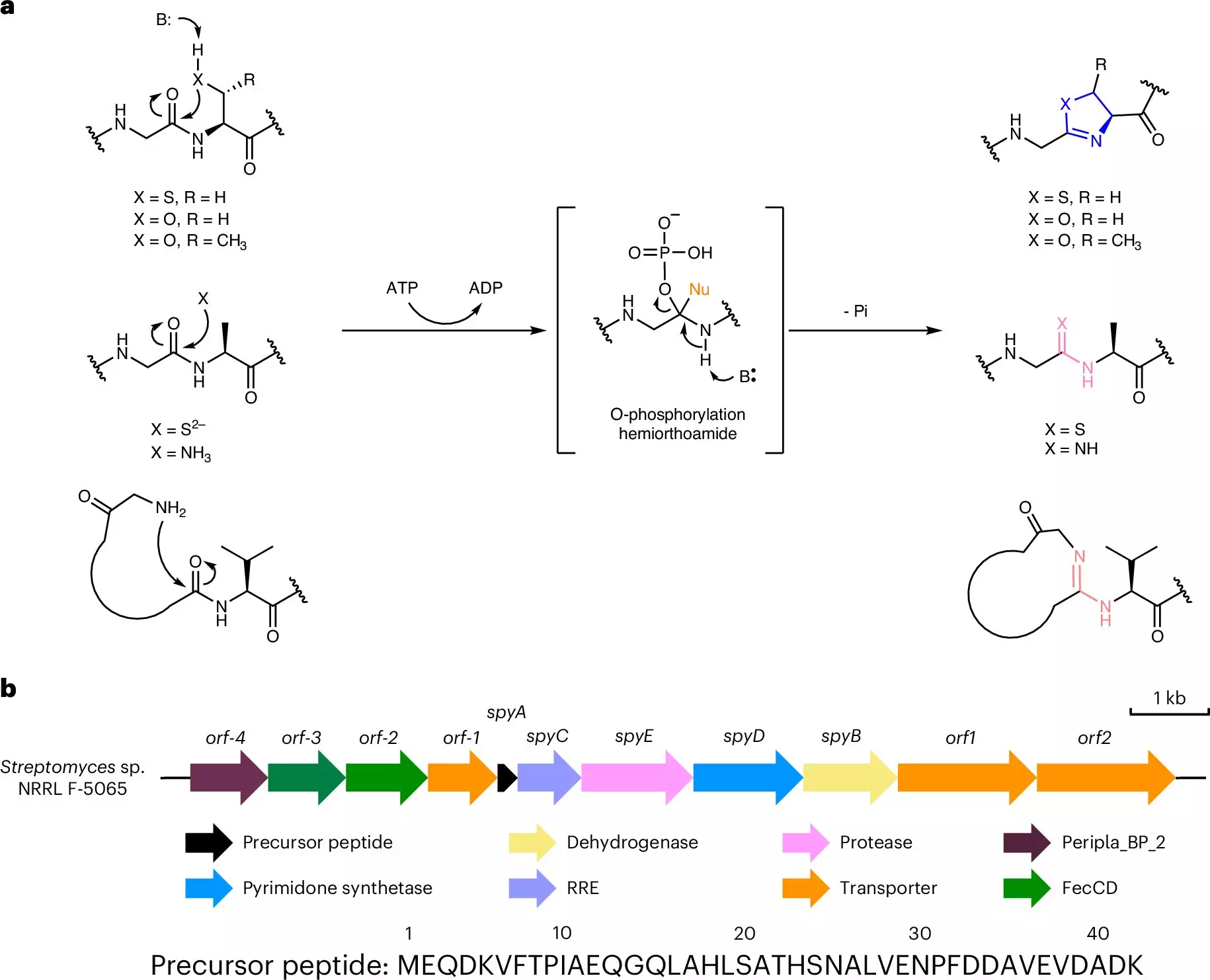 Revolutionizing Drug Development: Harnessing Biohybrid Molecules