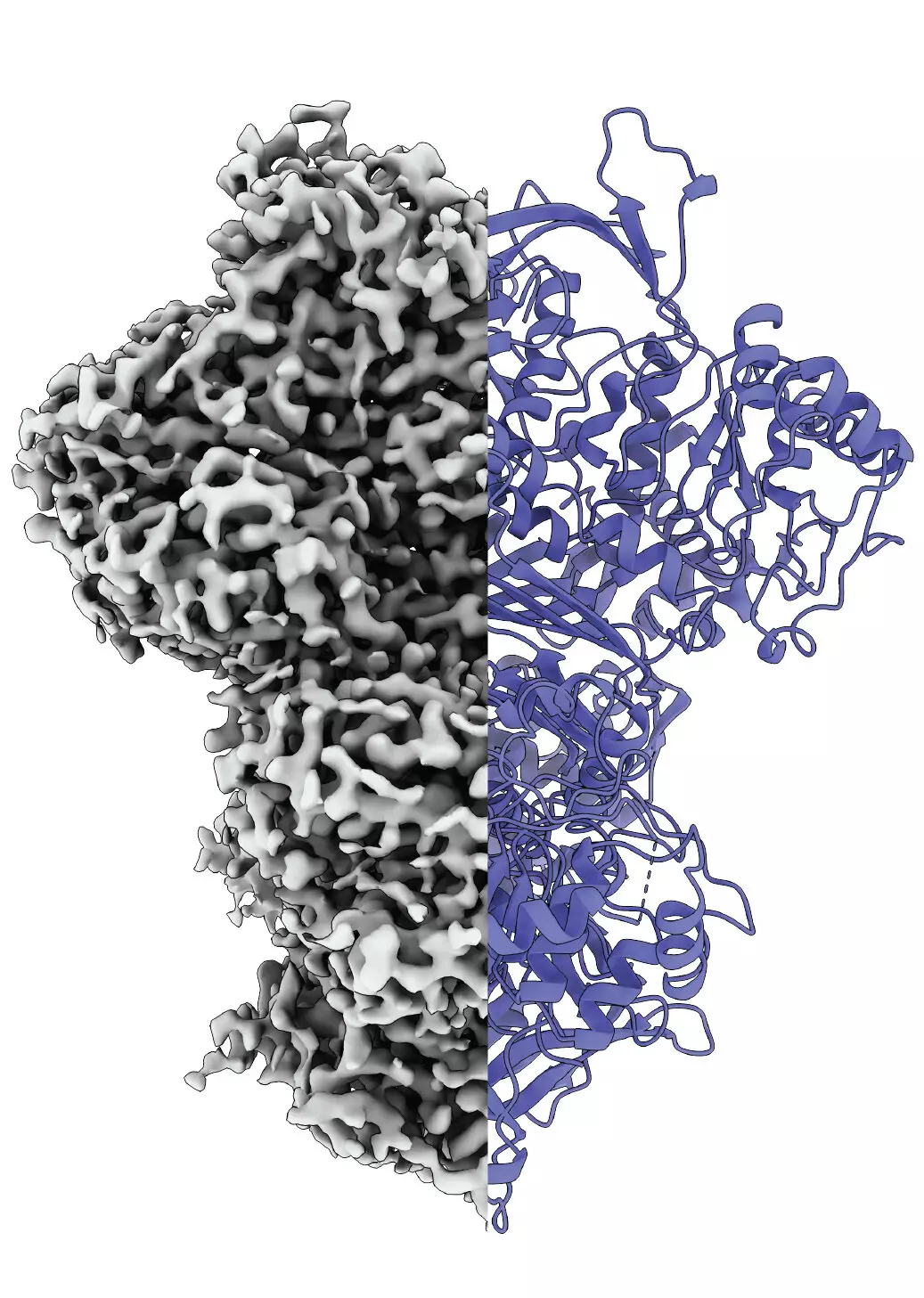 Unveiling the Dynamic Nature of MIPS: A Breakthrough in Protein Research