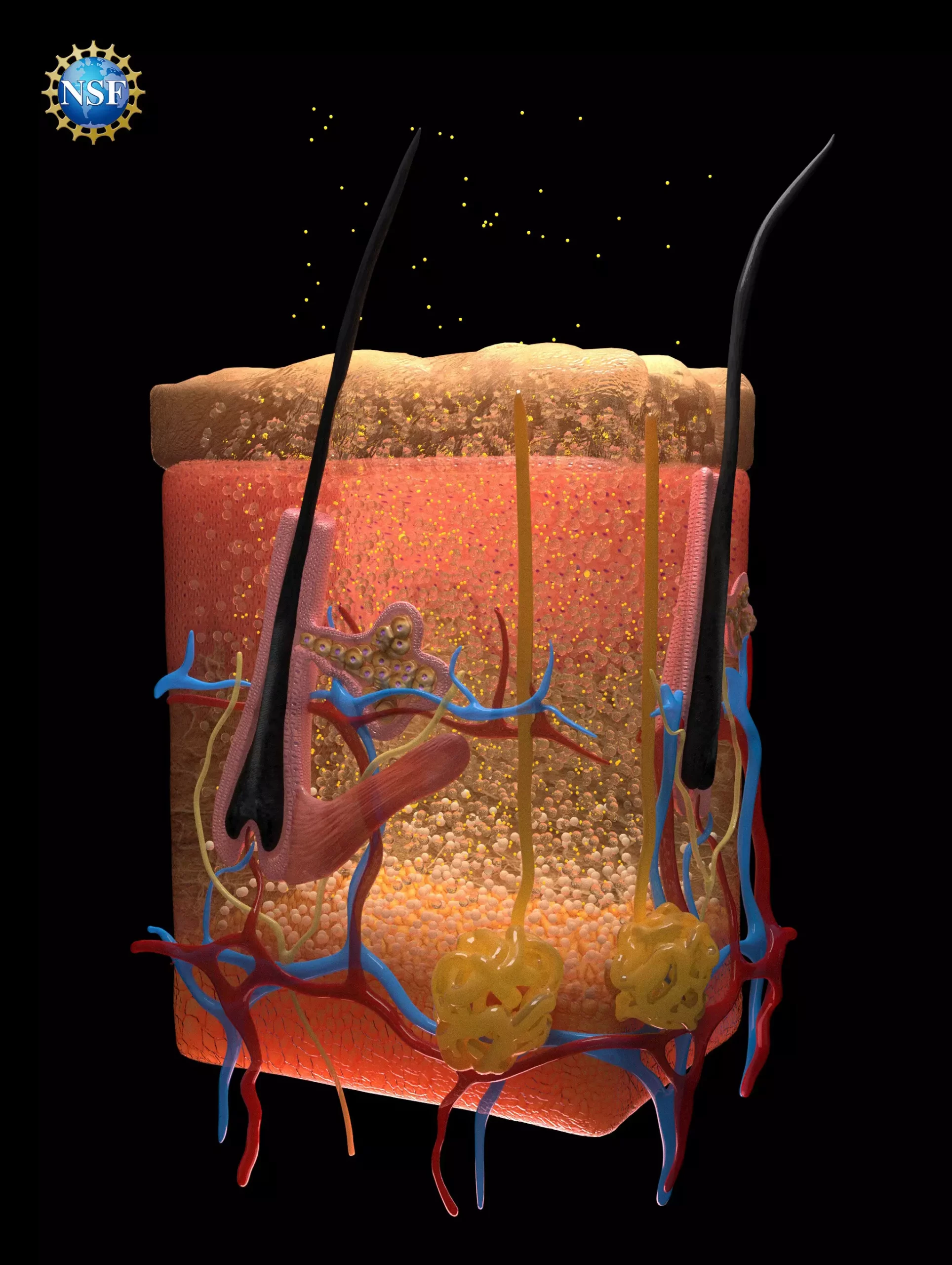 Revolutionizing Medical Imaging: A Breakthrough in Biological Transparency