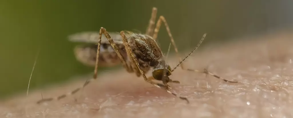 Innovative Approaches in Malaria Prevention: Harnessing Mosquitoes for Vaccine Delivery