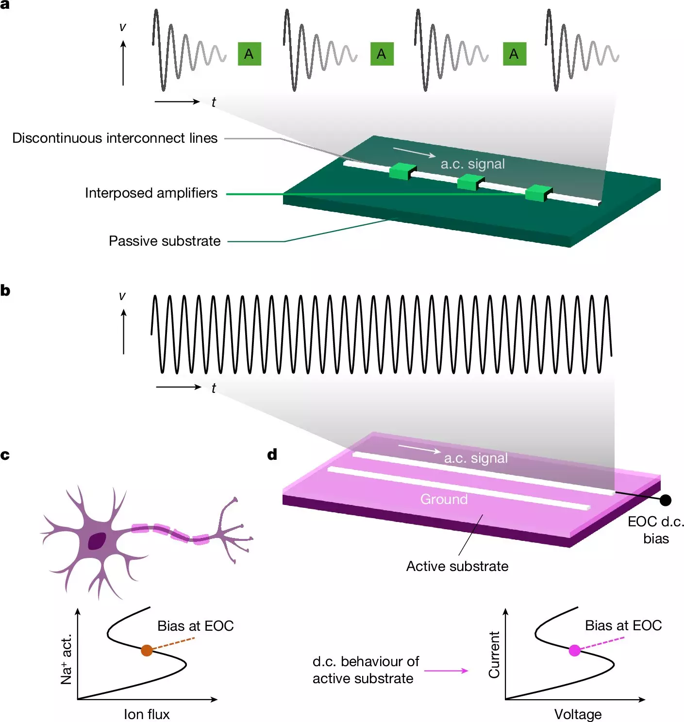 Revolutionizing Computing: Insights from Biological Mechanisms