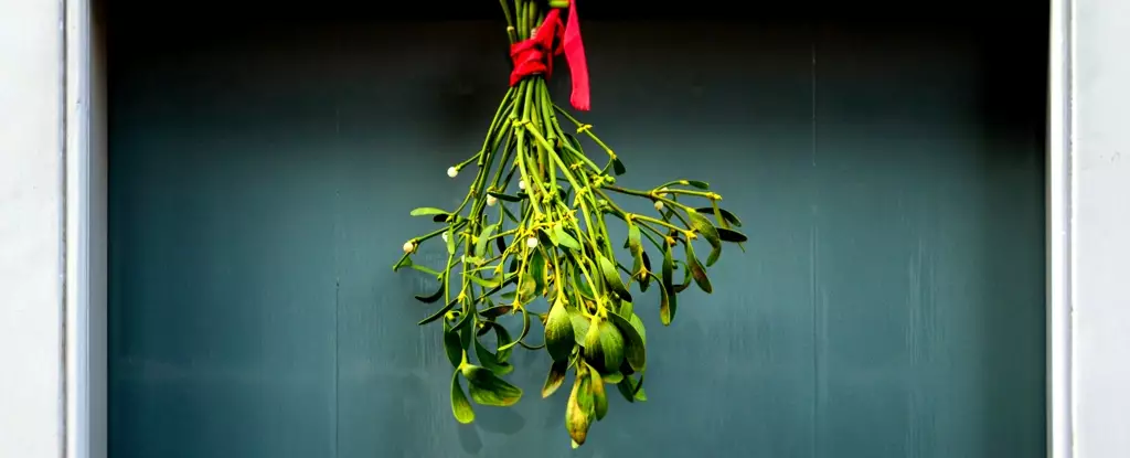 Mistletoe: A Symbol of Tradition and a Beacon of Hope in Cancer Research