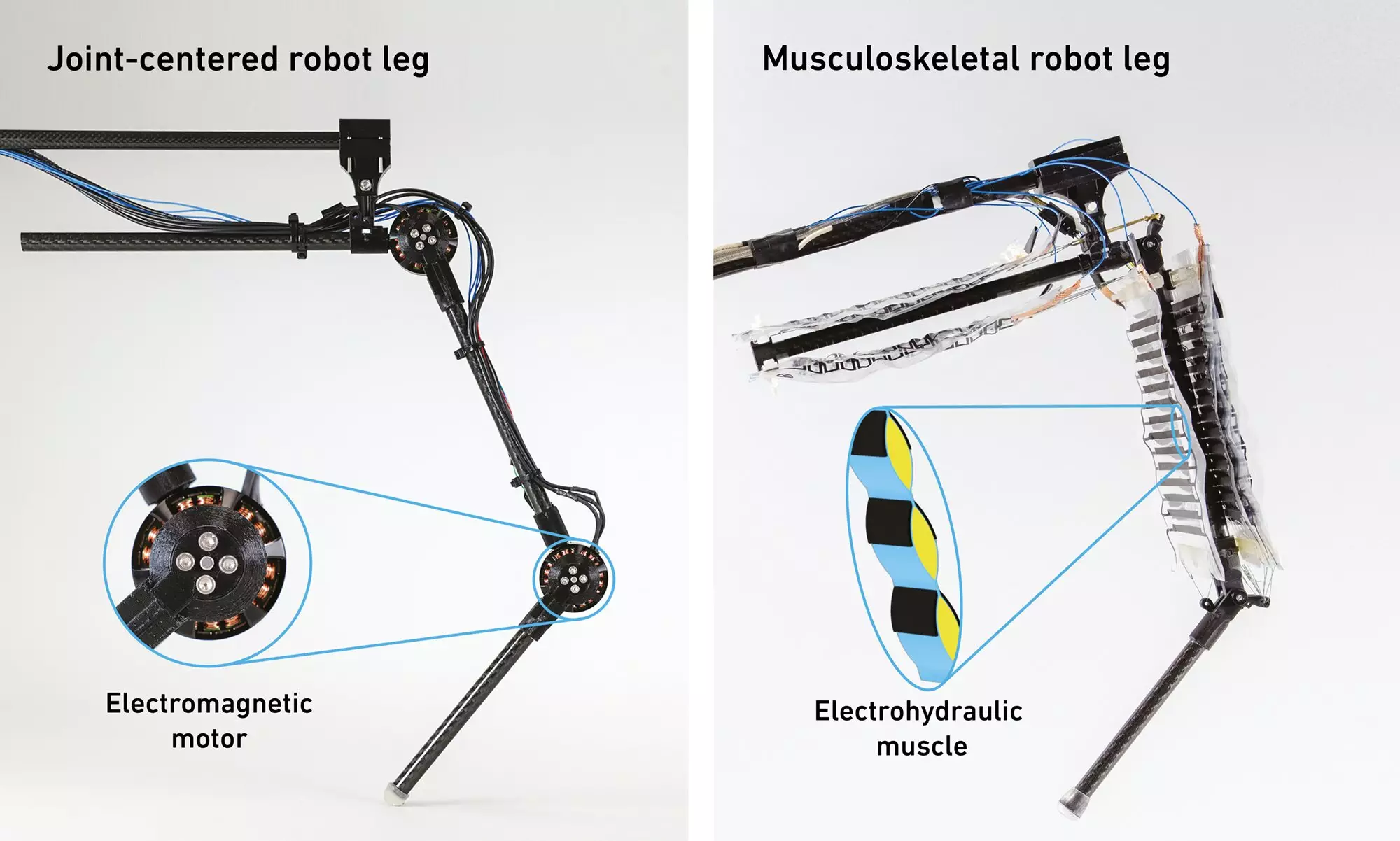 The Future of Robotics: Embracing Muscle-Powered Systems