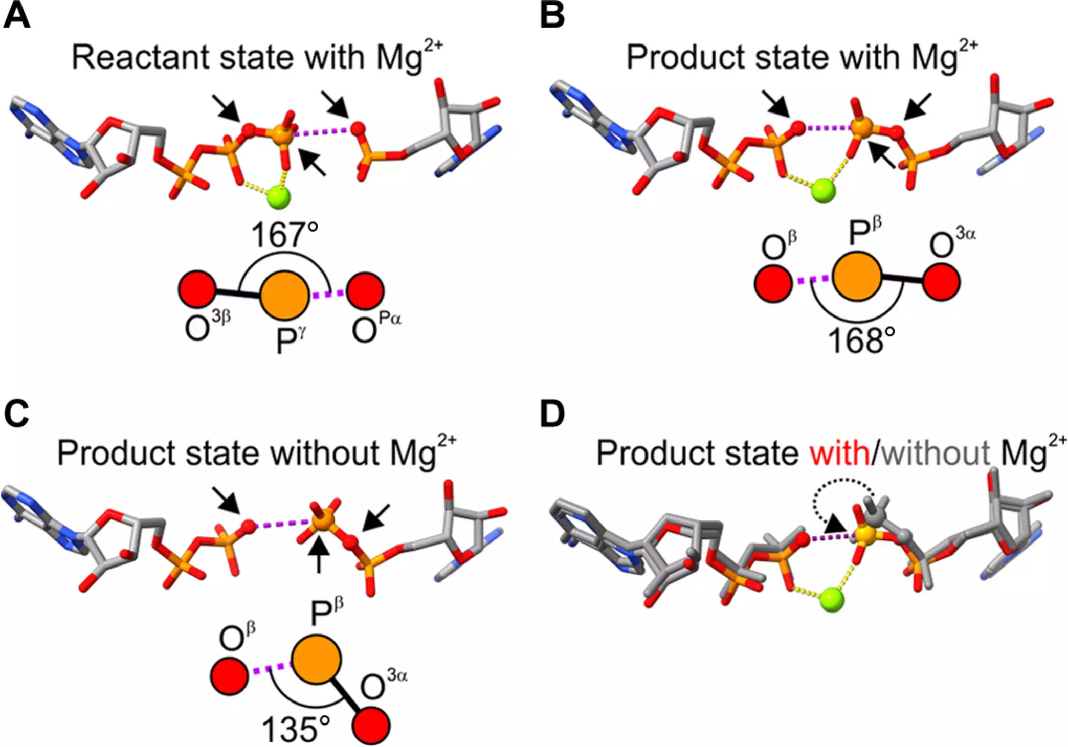 Revolutionizing Our Understanding of ATP Production: The Role of Magnesium Atoms