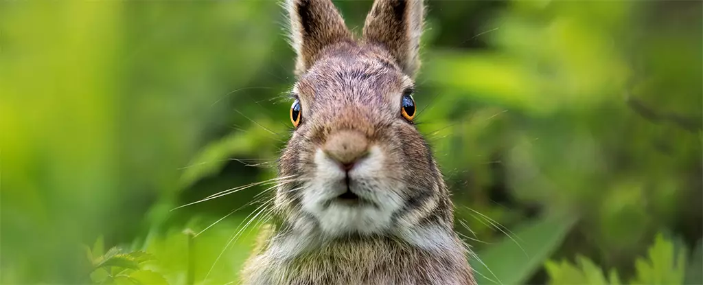 The Rise of Tularemia: Understanding the Growing Threat of ‘Rabbit Fever’