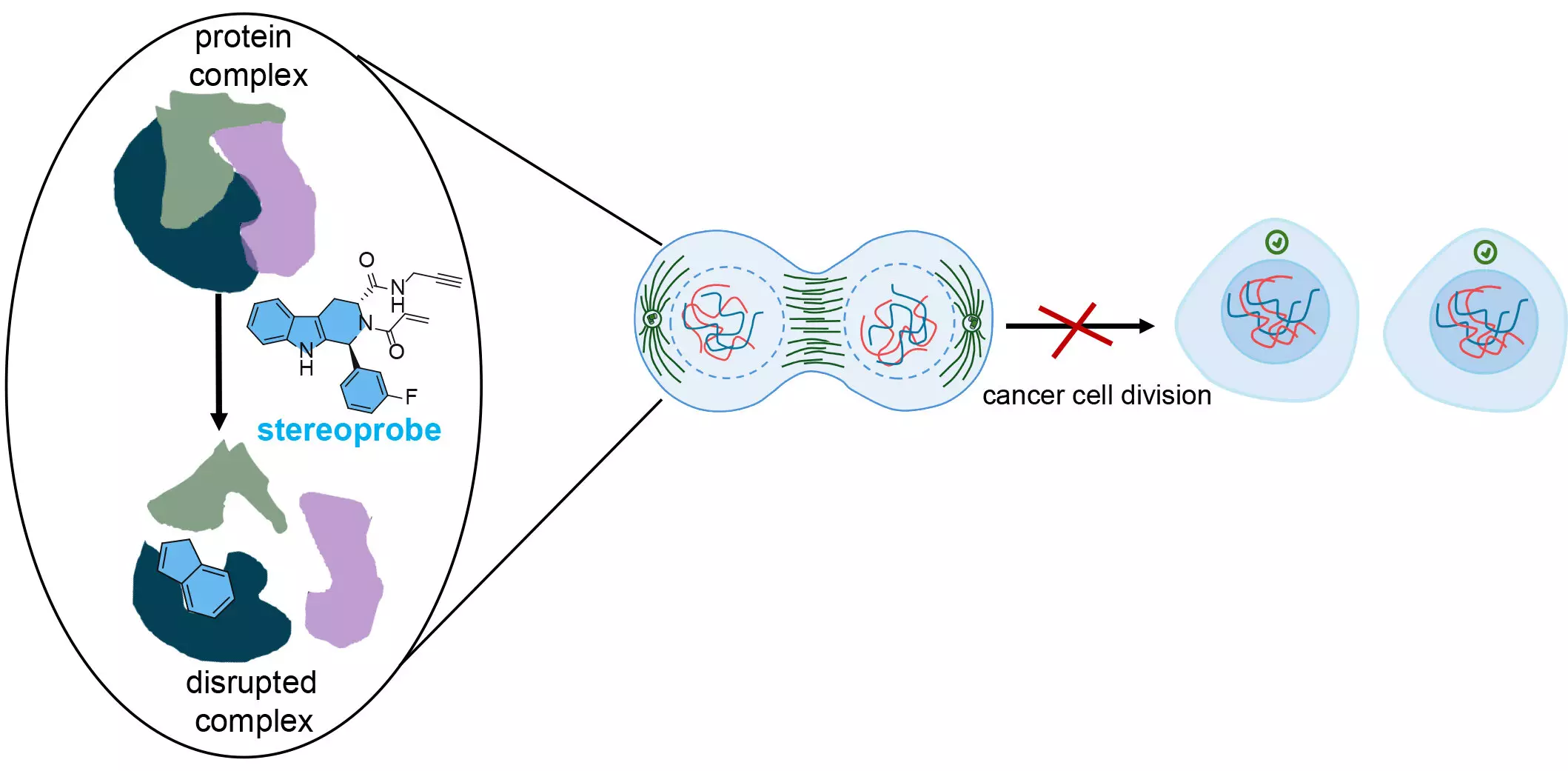 Innovative Approaches to Targeting Cancer Proteins: A Dual Methodology for Drug Development