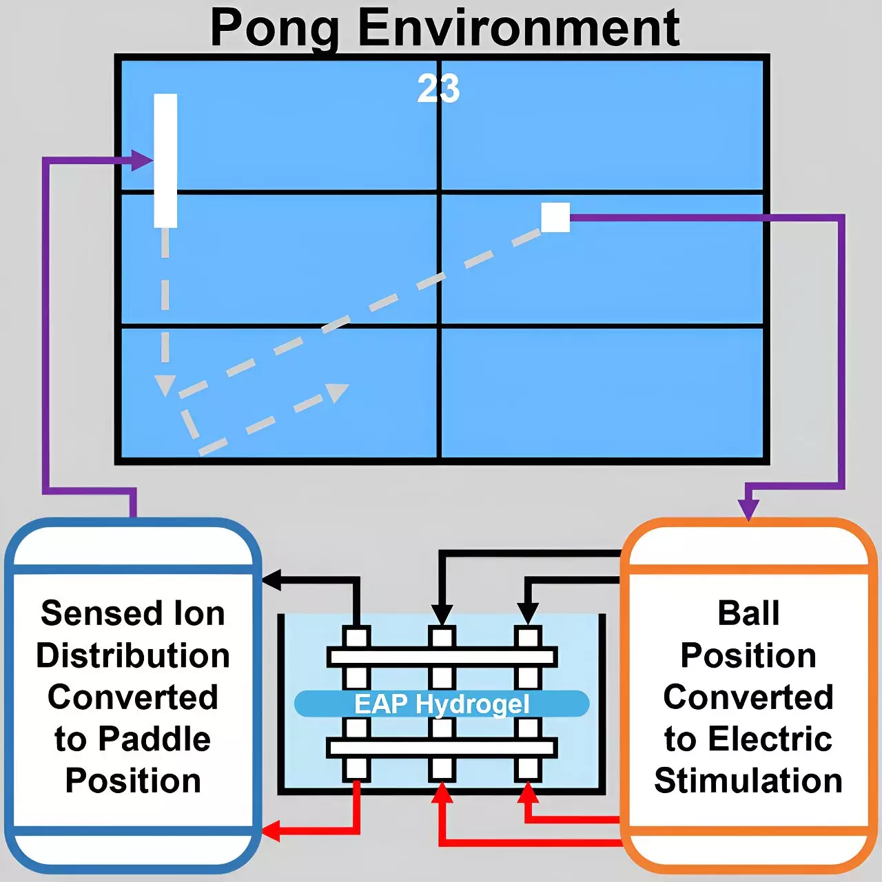 Hydrogels Exhibit Learning Behaviors: A Leap Toward Adaptive Materials