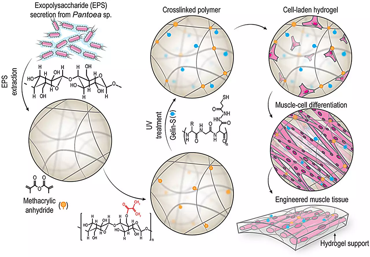 Revolutionizing Tissue Repair: The Future of Bacterial-Derived Biopolymers