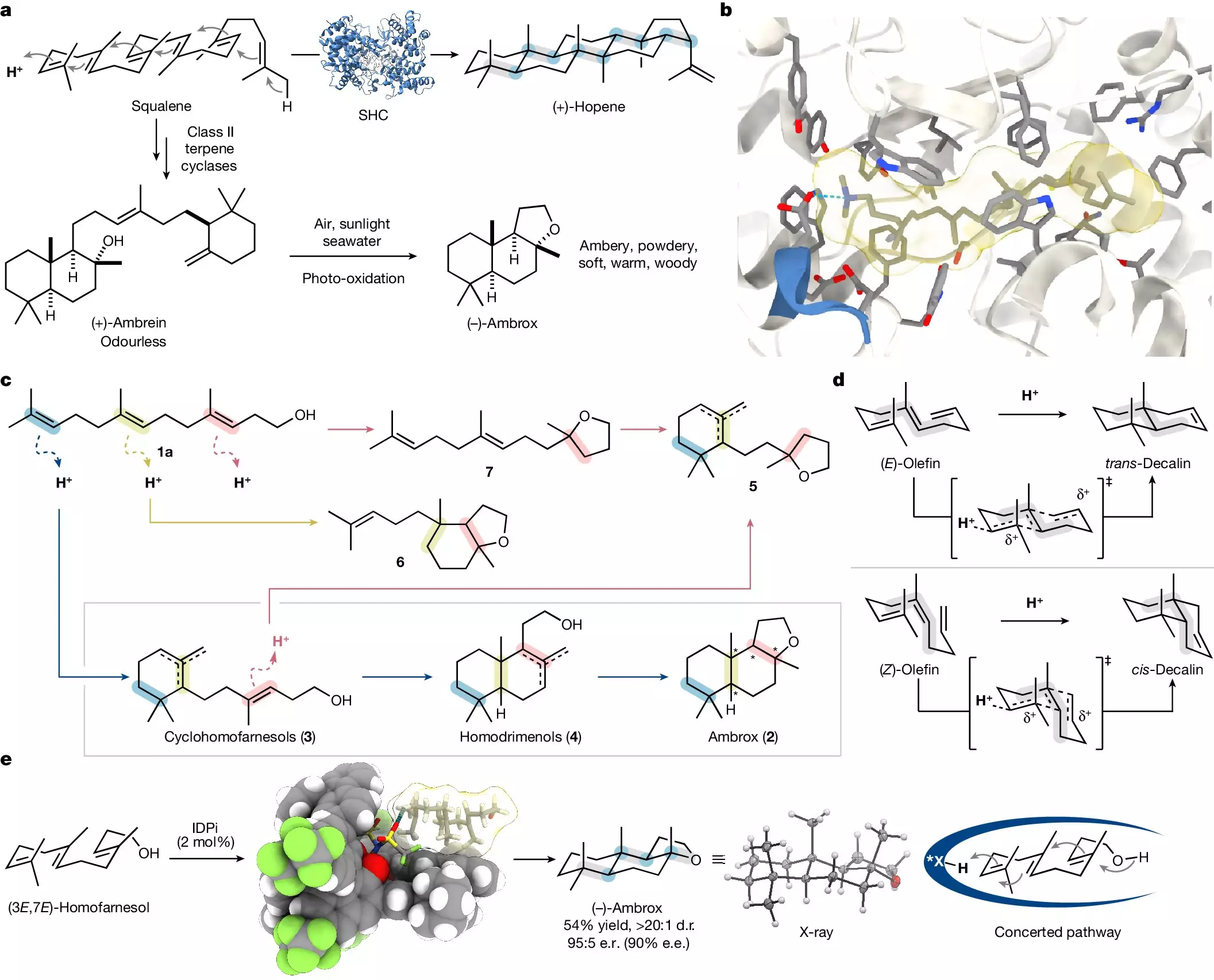 The Evolution of Scent: A Breakthrough in Ambrox Synthesis