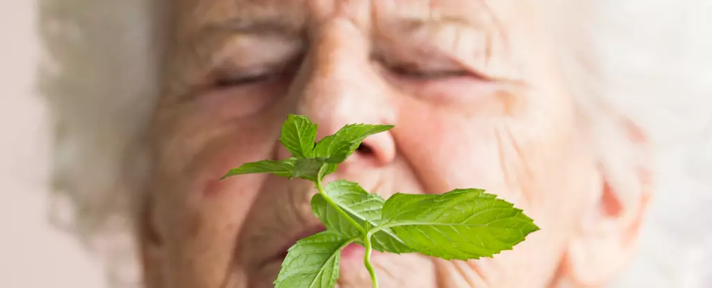 Exploring the Fascinating Link Between Olfactory Stimuli and Cognitive Health: Insights from Recent Research on Menthol