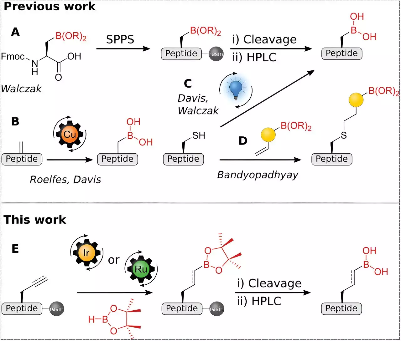 Revolutionizing Immunotherapy: The Breakthrough of Peptide Boronic Acids