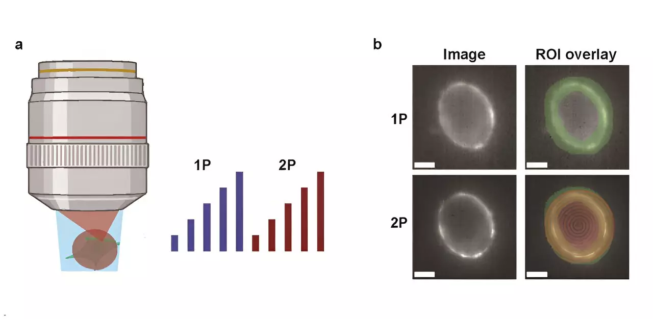 Advancements in Voltage Imaging: Comparing One-Photon and Two-Photon Techniques