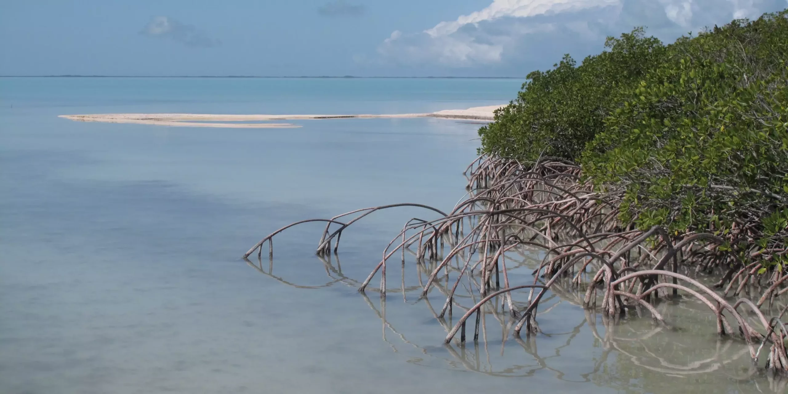 Escalating Sea Temperatures: A Crisis for South Florida’s Marine Ecosystems