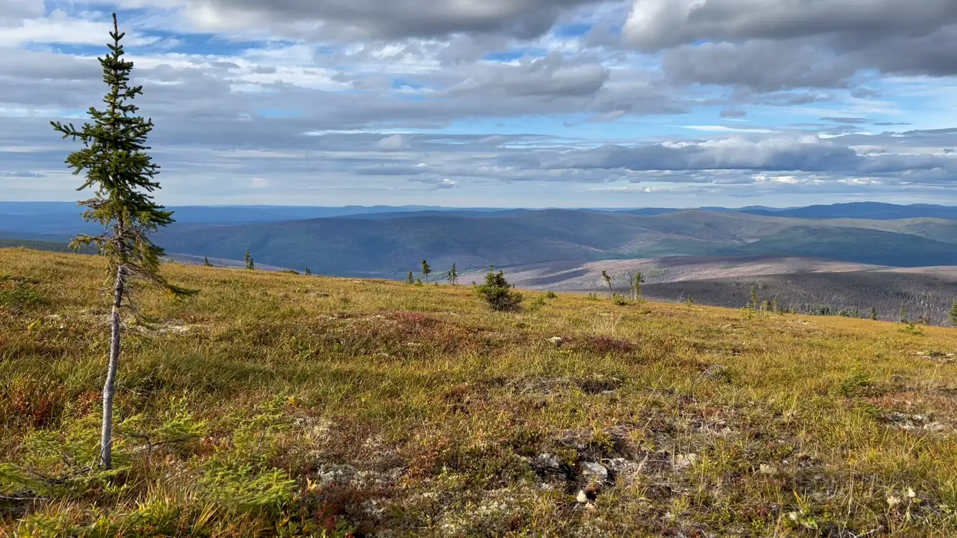 Climate Change and Its Profound Impact on Northern Forests