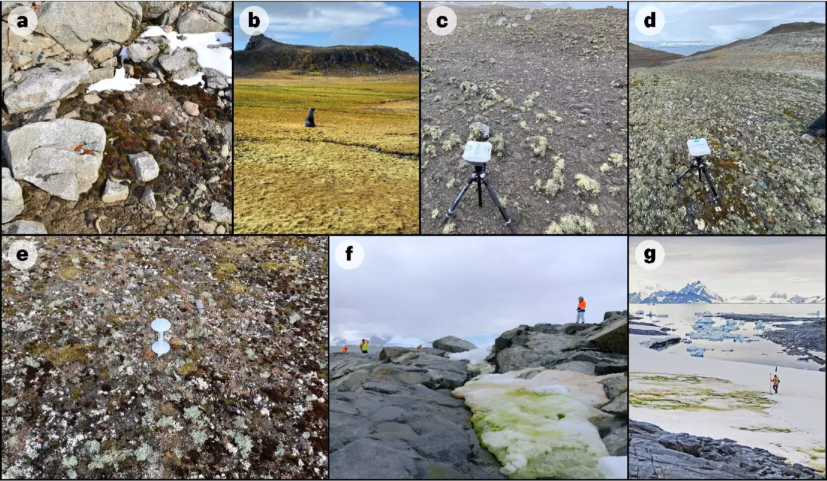 Mapping the Green Frontier: A New Era of Antarctic Vegetation Research