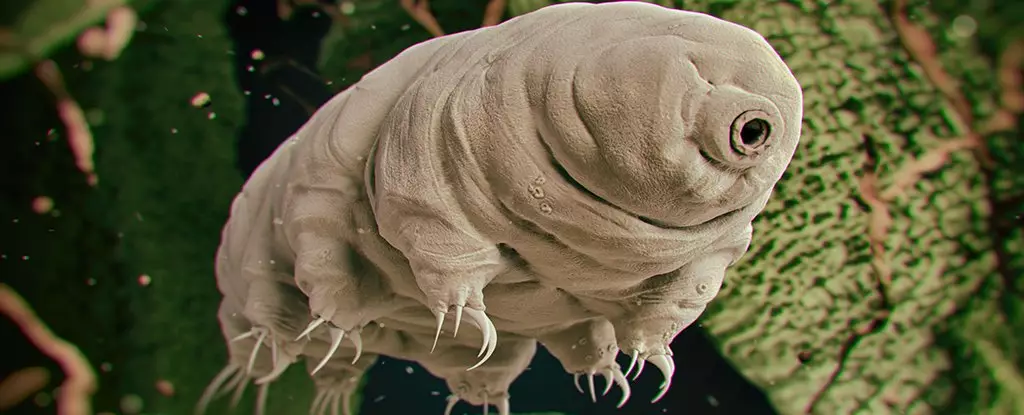 The Resilience of Tardigrades: Pioneering Advances in Cancer Treatment Protection