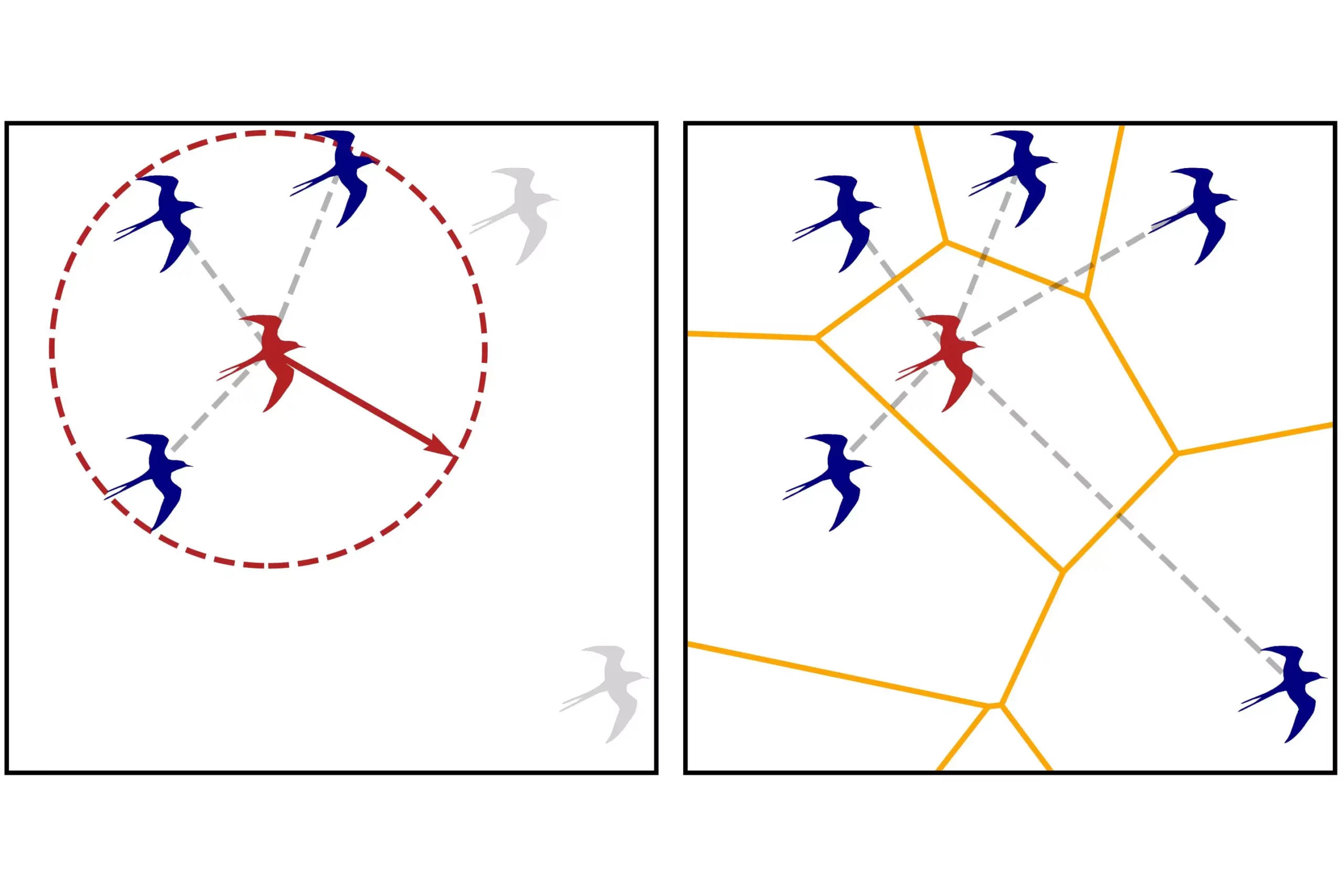 Understanding Collective Motion: Bridging Physics and Biology