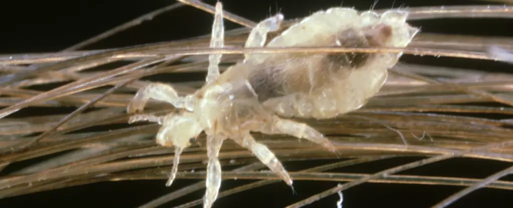 Understanding and Managing Head Lice: A Guide for Parents