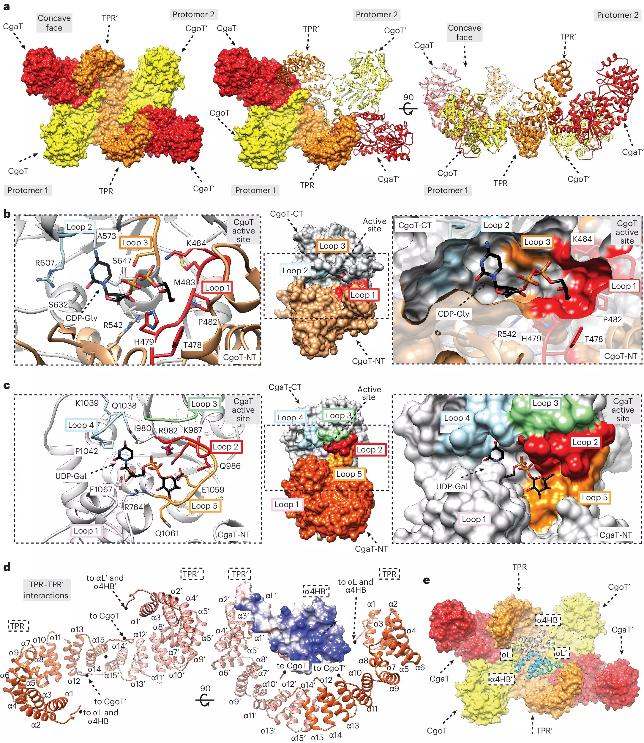 Unraveling Bacterial Defense: Insights into Capsule Formation and Therapeutic Potential