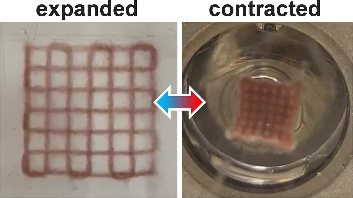 Illuminating Innovation: How 3D-Printed Photoresponsive Hydrogels are Transforming Actuation