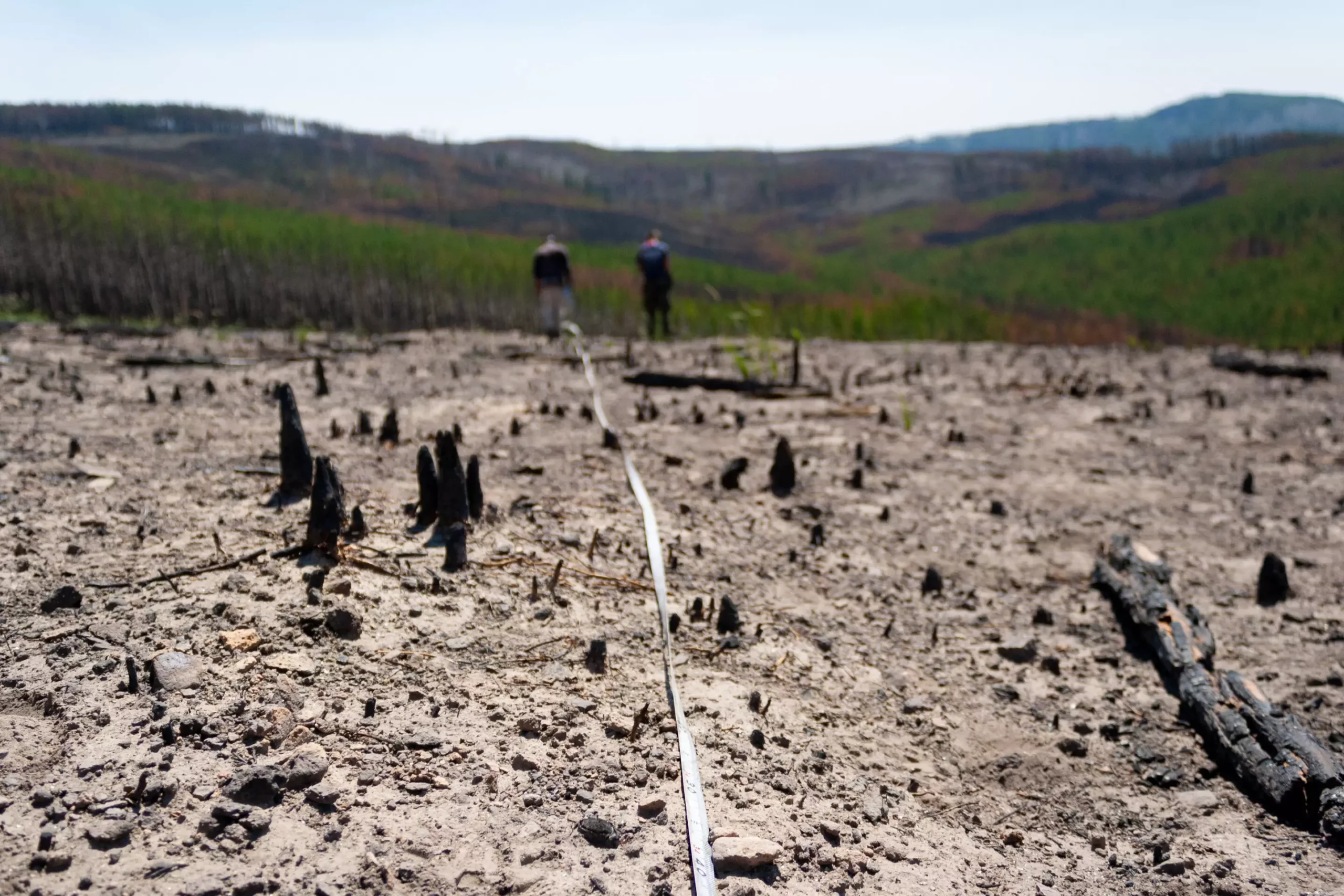 Unlocking the Truth: The Diminishing Promise of Western Forests in Climate Mitigation