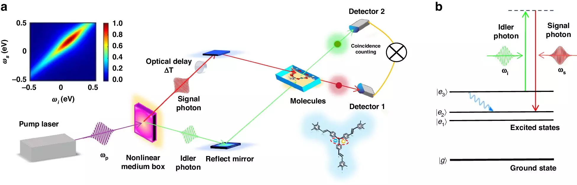 Unleashing Insight: The Power of Quantum-Enhanced Ultrafast Spectroscopy