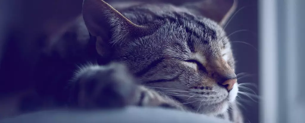 Unlocking Potential: The Powerful Role of Sleep in Shaping Memory