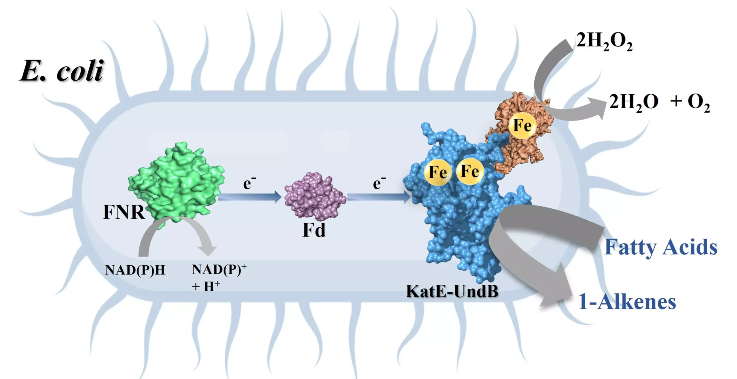Revolutionizing Biofuels: Harnessing Enzymatic Innovations for Sustainable Energy