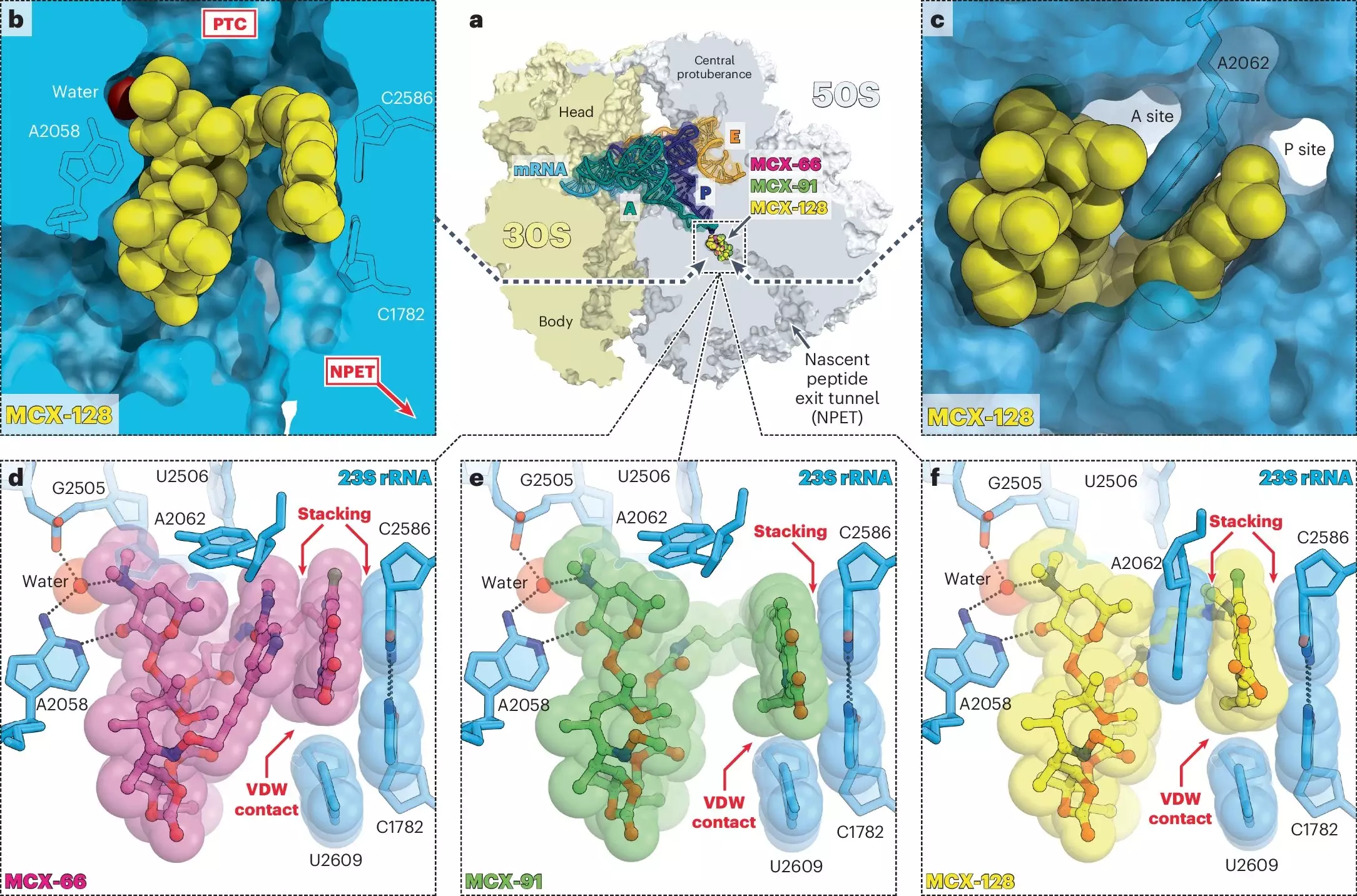 Revolutionary Antibiotic Could Change the Fight Against Bacterial Resistance