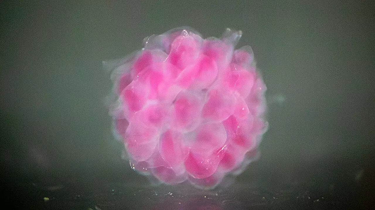 Revolutionizing Bioprinting: A Breakthrough in Human-Compatible Organ Technology