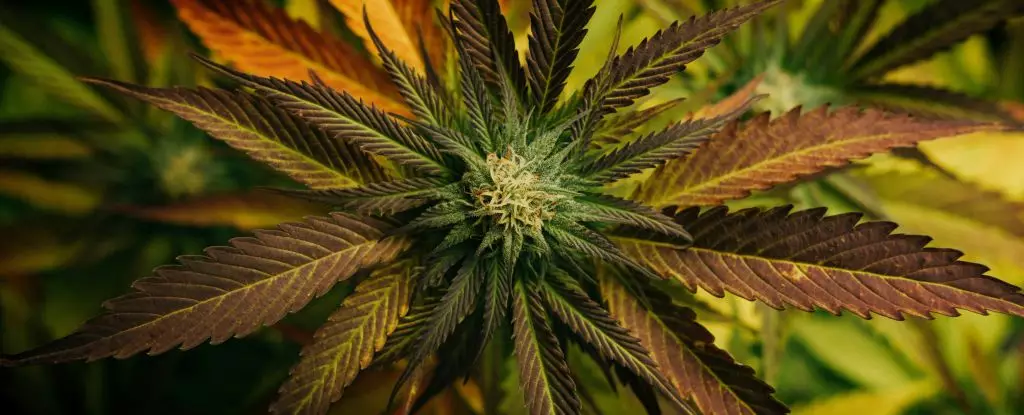 Unleashing Nature’s Healing Power: Cannabis Compounds Show Promise Against Fungus