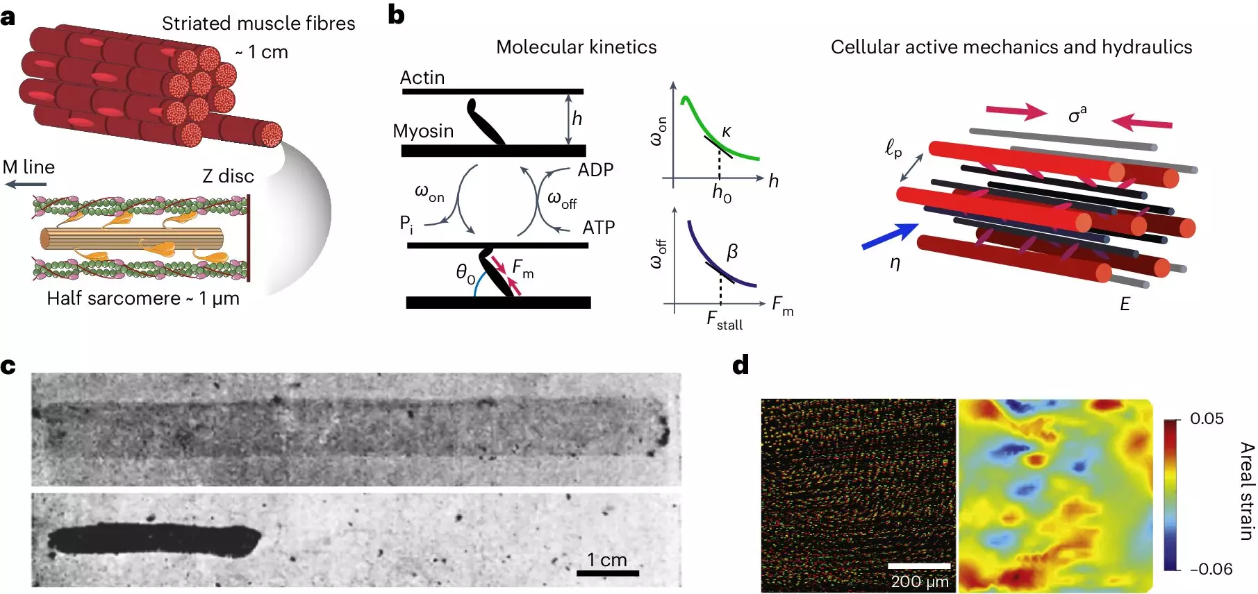 Unlocking the Secrets of Muscle Contraction: The Fluid Dynamics of Performance