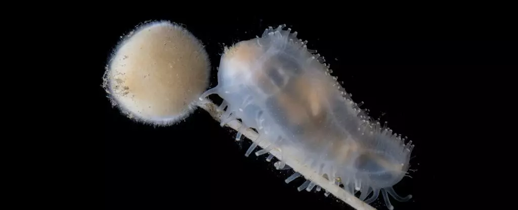 Unveiling the Hidden Treasures of Our Oceans: A Remarkable Deep-Sea Expedition