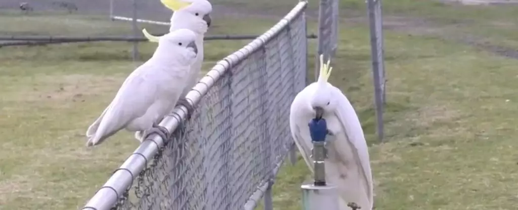 Ingenious Cockatoos: Mastering the Art of Hydration