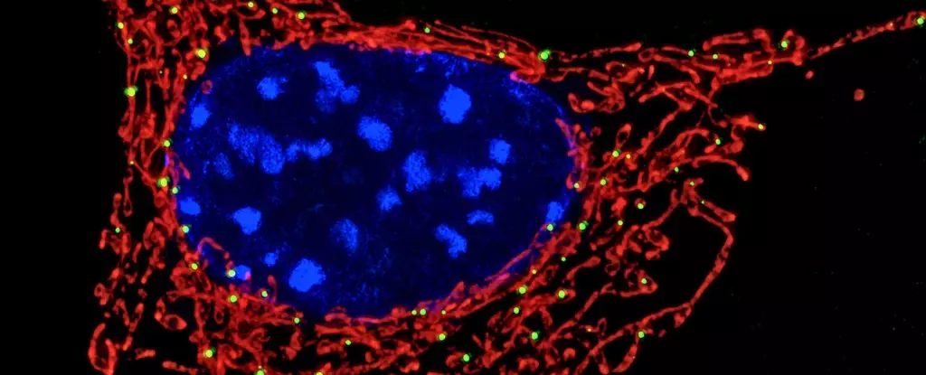 Unveiling Mitochondria: The Immune System’s Unsung Guardians