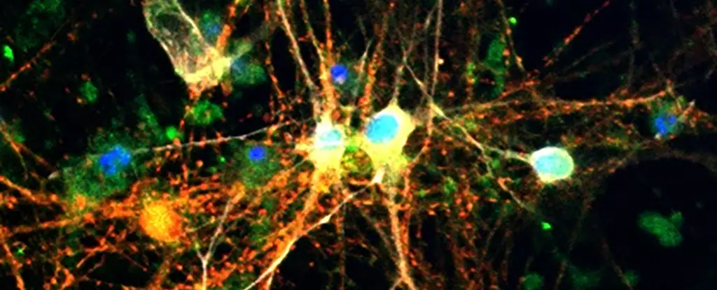 Unlocking the Brain’s Hidden Power: How Glucose Storage Could Revolutionize Dementia Treatment