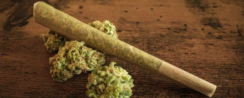 The Lasting Impact of Cannabis on Your Biological Blueprint
